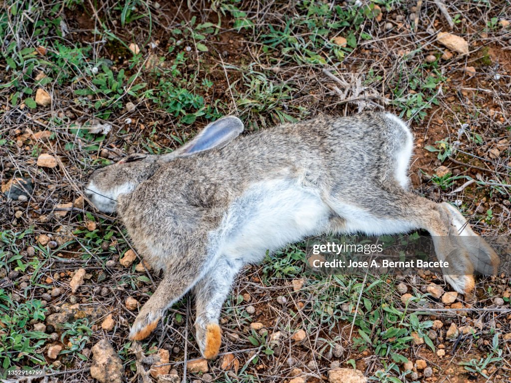 Young animal, Rabbit killed in the field by a hunter's shot.