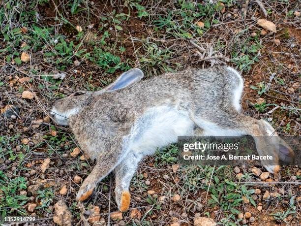 young animal, rabbit killed in the field by a hunter's shot. - rabbit fever stock pictures, royalty-free photos & images