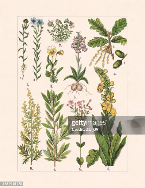 ilustrações de stock, clip art, desenhos animados e ícones de medicinal and useful plants, chromolithograph, published in 1900 - fitoterapia