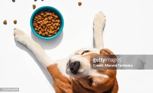 a dog with paws near a bowl of food. - dog bowl fotografías e imágenes de stock