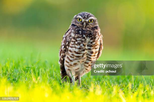 burrowing owl - little owl stockfoto's en -beelden