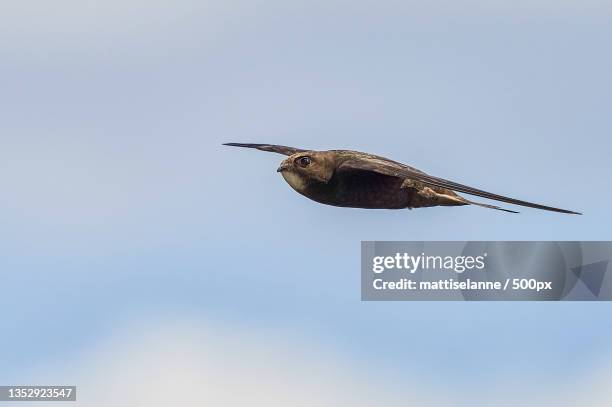 low angle view of songswallow flying against sky - common swift flying stock pictures, royalty-free photos & images