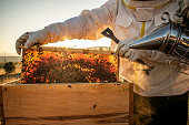 beekeepers in white protective suit holding bees and beeswax in wooden frame