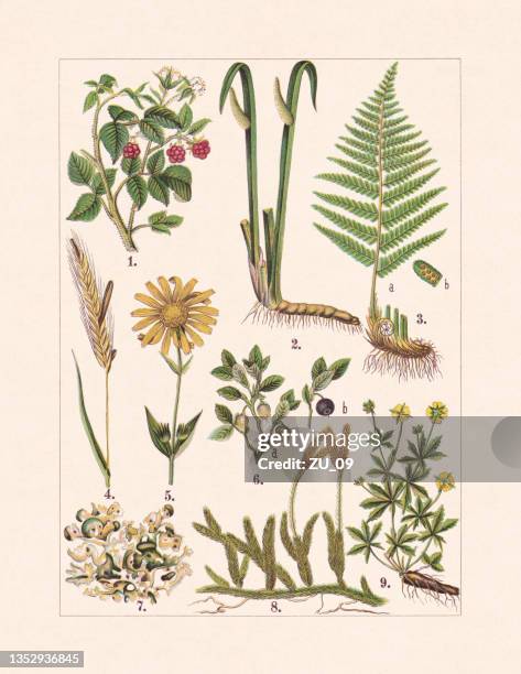 medicinal and useful plants, chromolithograph, published in 1900 - arnica flower stock illustrations