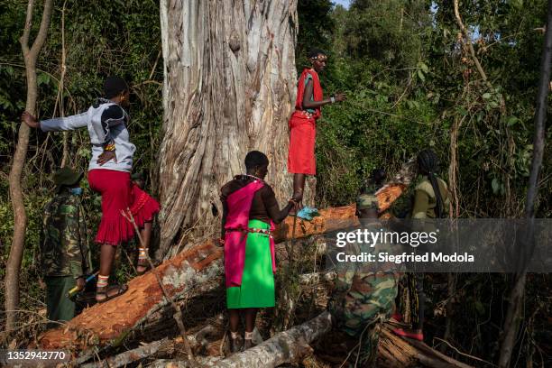 Scout volunteers of the Community Forest Association , Narmati Lementilla Naisulla Letiwa and Elisa Lesilele inspect a fallen tree deep in the...