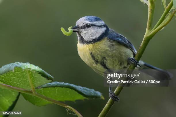 close-up of bluetit perching on plant,saclay,france - bluetit - fotografias e filmes do acervo