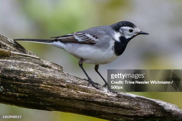 close-up of wagtail perching on branch,skreli,lyngdal,norway - wagtail stock pictures, royalty-free photos & images