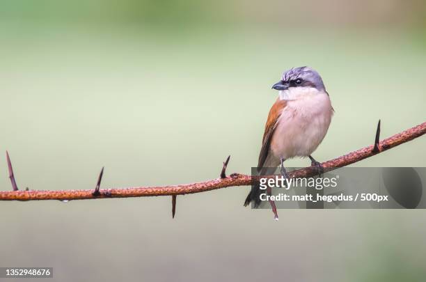 close-up of tropical bird perching on branch - shrike stock pictures, royalty-free photos & images