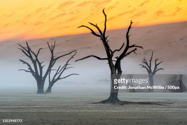 trees on landscape against sky during sunset,sossusvlei,namibia - dead vlei stockfoto's en -beelden