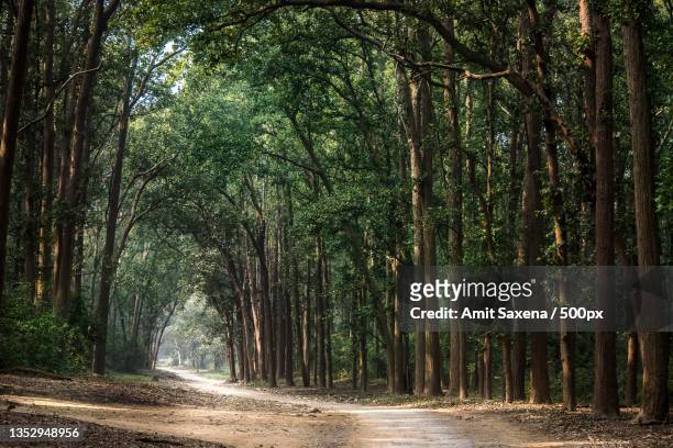 empty road along trees in forest,jim corbett park,india - better rural india fotografías e imágenes de stock