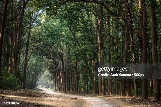 empty road along trees in forest,jim corbett park,india - uttarakhand stock pictures, royalty-free photos & images