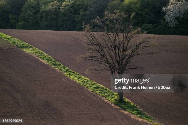 high angle view of bare trees on field,nideggen,germany - wald frühling stock pictures, royalty-free photos & images