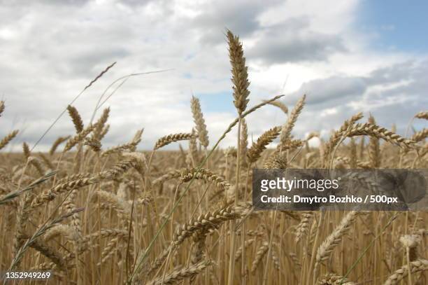 close-up of wheat growing on field against sky,ukraine - ukraine photos et images de collection