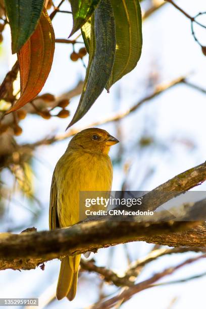 saffron finch (native canary) - kanariefågel bildbanksfoton och bilder