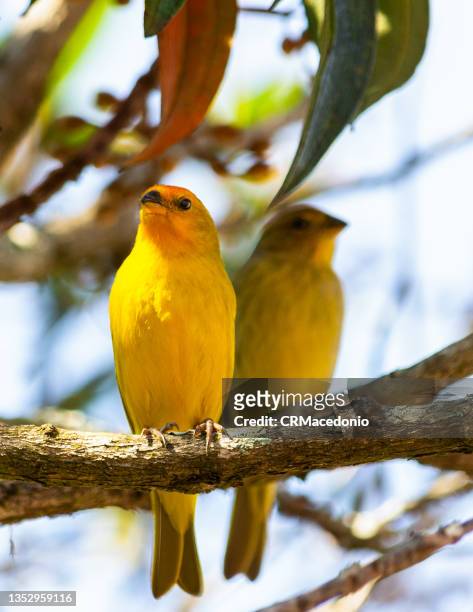 saffron finch (native canary) couple - canarino delle isole canarie foto e immagini stock