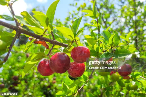 malpighia emarginata - acerola stockfoto's en -beelden