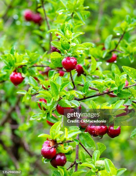 malpighia emarginata - acerola 個照片及圖片檔