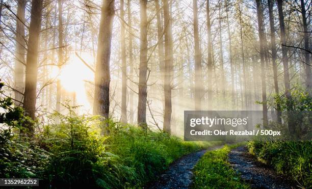 trees growing in forest - forest morning light stock pictures, royalty-free photos & images