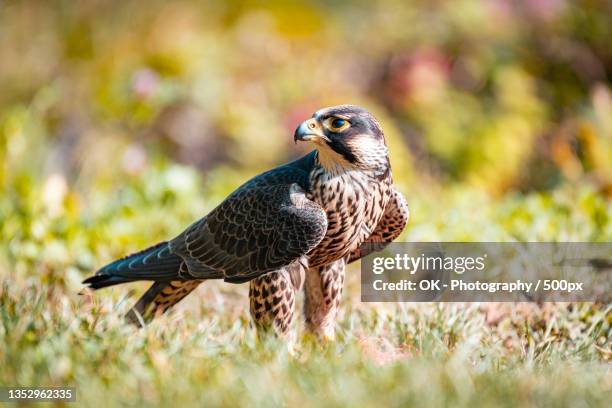 close-up of falcon of prey perching on grassy field,trier,germany - peregrine falcon stock-fotos und bilder