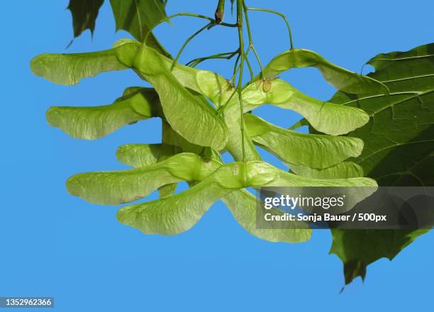 low angle view of leaves against clear blue sky - acer platanoides stock-fotos und bilder