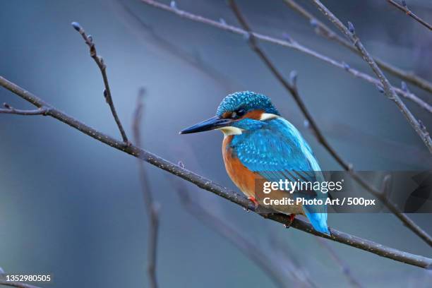 close-up of kingfisher perching on branch,oldenburg,germany - common kingfisher fotografías e imágenes de stock