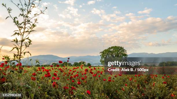 scenic view of flowering plants on field against sky,skopje,macedonia - macedonia country stockfoto's en -beelden