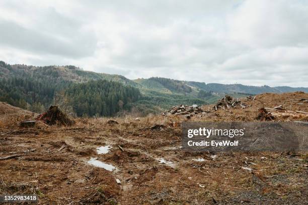 a logged forest with untouched trees and mountain in background. - deforestation stockfoto's en -beelden