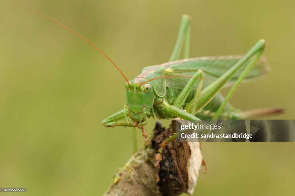 A rare Great Green Bush-cricket, Tettigonia viridissima, resting on a twig.