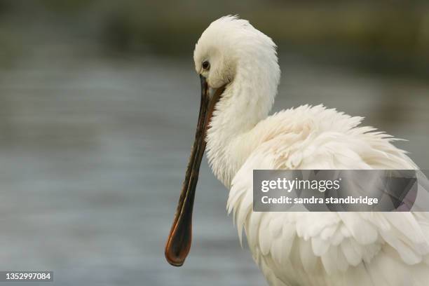 a head shot of a spoonbill, platalea leucorodia, at slimbridge wetland wildlife reserve. - ヘラサギ ストックフォトと画像