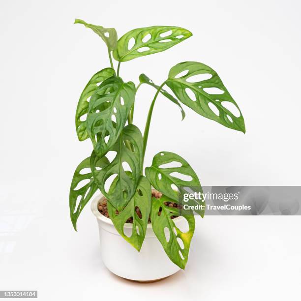 beautiful monstera flower in a white pot on a white background. the concept of minimalism. monstera monkey mask or monstera obliqua in pot. - arbusto tropical fotografías e imágenes de stock