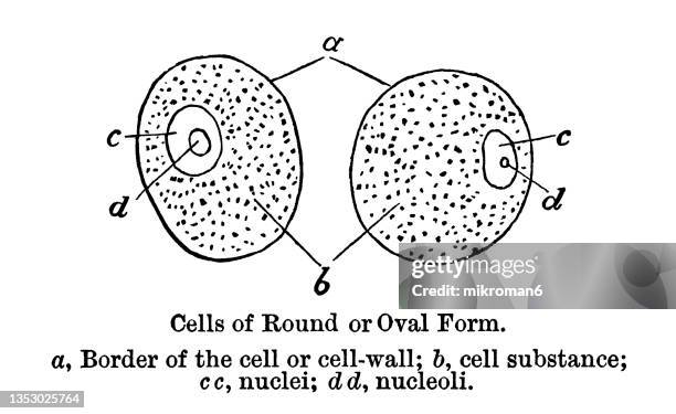 old engraved illustration of cells of round or oval form - organulo-cellulare foto e immagini stock