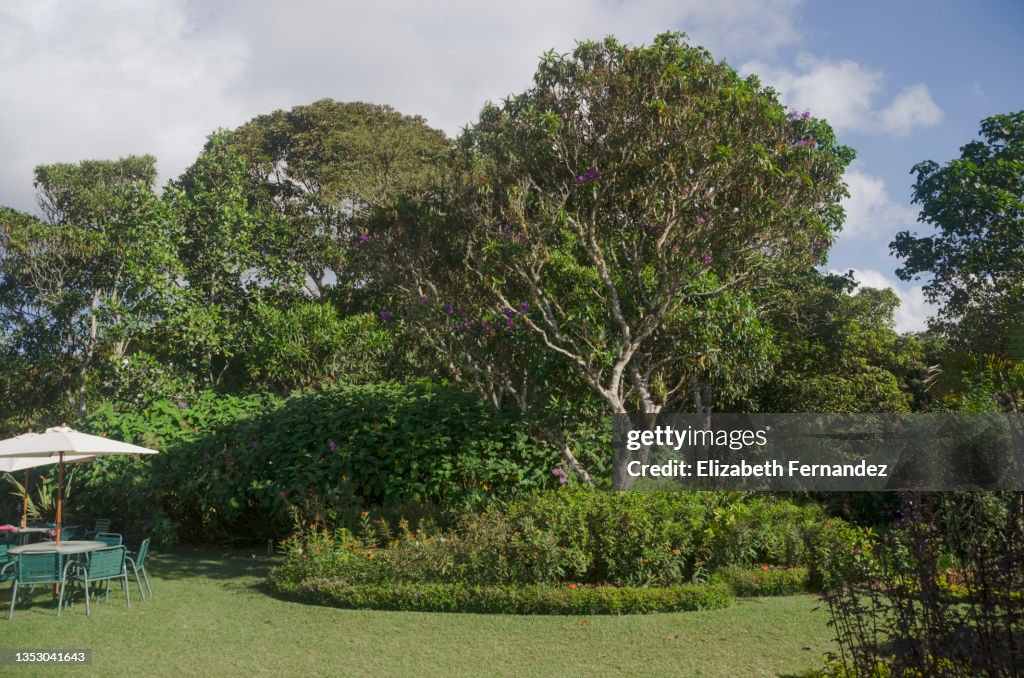 Purple glory tree in tropical garden (Tibouchina granulosa)