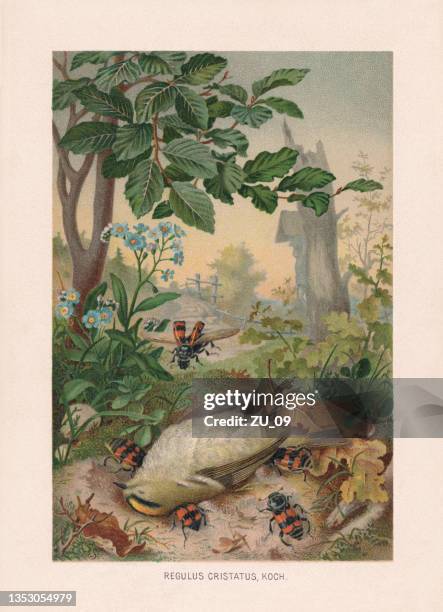 illustrations, cliparts, dessins animés et icônes de crête dorée morte et coléoptères enfouis, chromolithographie, publié en 1887 - death of a rotten