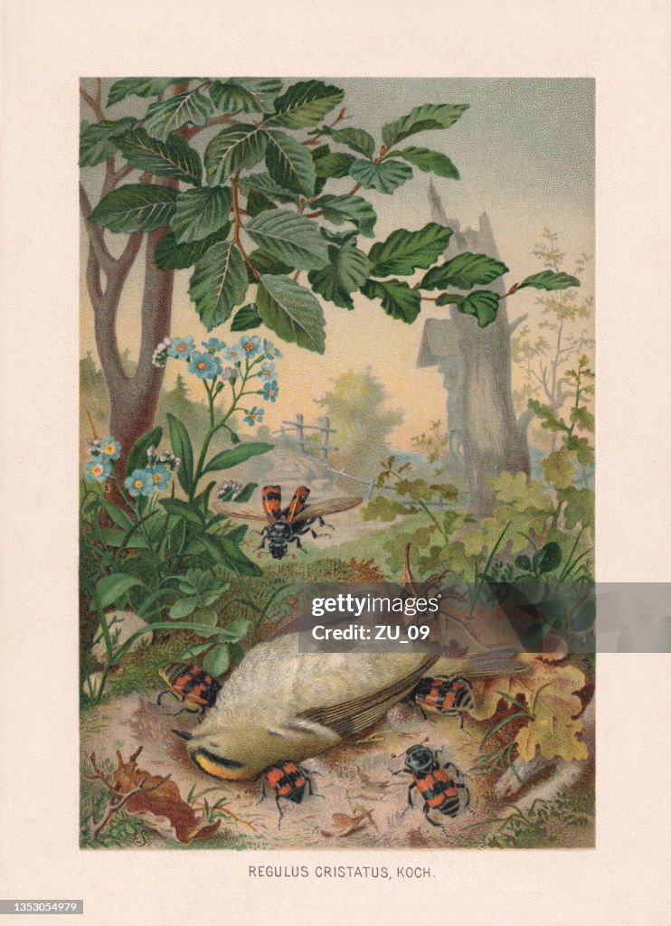 Dead goldcrest and burying beetles, chromolithograph, published in 1887