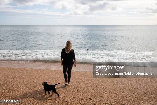 lady looking at grey seal - seal pup 個照片及圖片檔