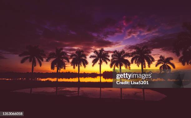 row of idyllic palm trees in silhouette with colorful sunset over scenic south florida lake - palm beach county stock pictures, royalty-free photos & images