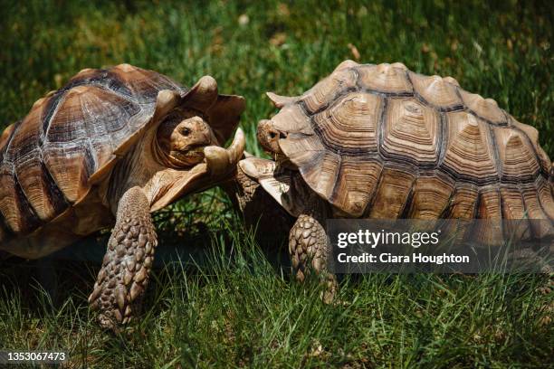 battle of the tortoises - animals fighting stock pictures, royalty-free photos & images