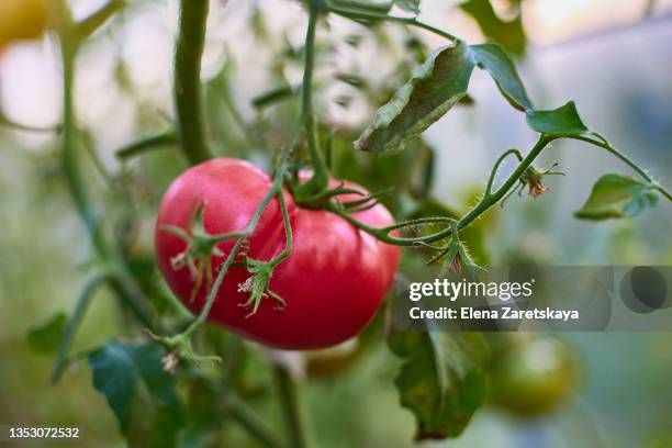 ripe big red tomato on a branch - tomato plant stock pictures, royalty-free photos & images