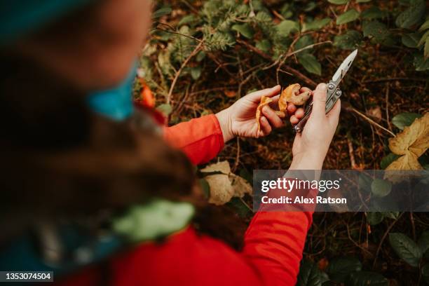 close up shot of a mushroom hunter holding a freshly picked wild mushroom - wilderness area stock pictures, royalty-free photos & images