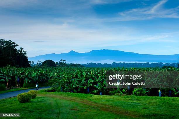 banana plantation in costa rica - banana plantation stock pictures, royalty-free photos & images