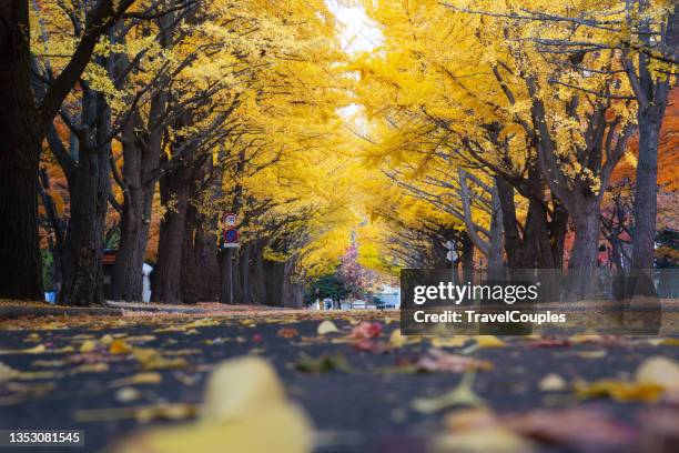 ginkgo golden leaves falling around the ground. autumn season at tokyo. yellow lined gingko biloba trees in hokkaido university - center of gravity 2017 stock pictures, royalty-free photos & images