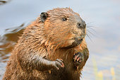 A close-up portrait view of a North American beaver, Quebec
