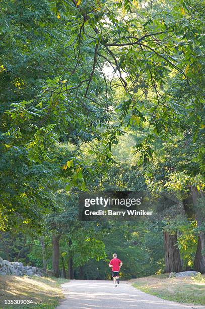 man in red shirt running on path below trees. - lexington massachusetts stock pictures, royalty-free photos & images