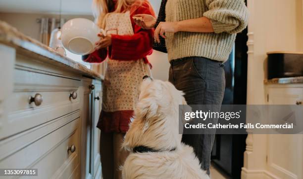 a golden retriever looks up at two young woman, baking in a kitchen, hopeful that he might get to taste the freshly baked food - begging animal behavior stockfoto's en -beelden