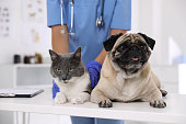 Veterinarian examining cute pug dog and cat in clinic, closeup. Vaccination day