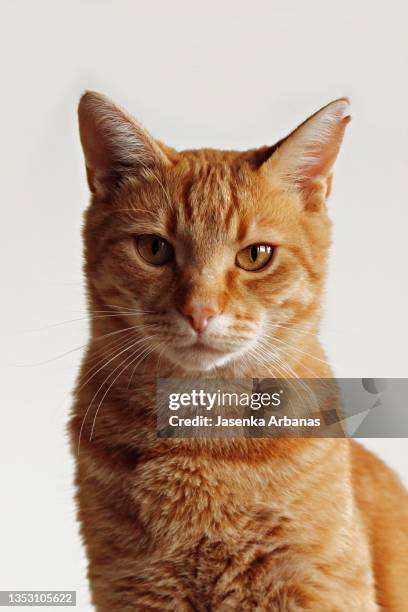 ginger cat - ginger cat stock pictures, royalty-free photos & images
