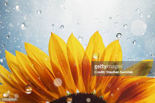 sunflower in rain - happy sunflower stock pictures, royalty-free photos & images