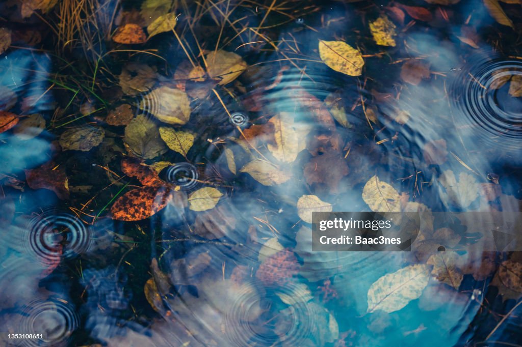 Autumn leaves in a pond