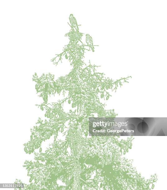 merlin falcons perching on tree - hawk stock illustrations