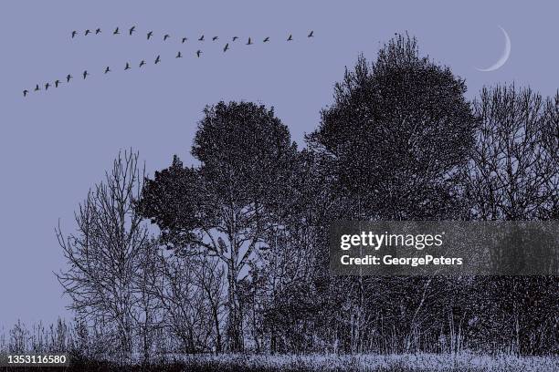 stockillustraties, clipart, cartoons en iconen met woodland with canada geese flying in v formation - pen en inkt